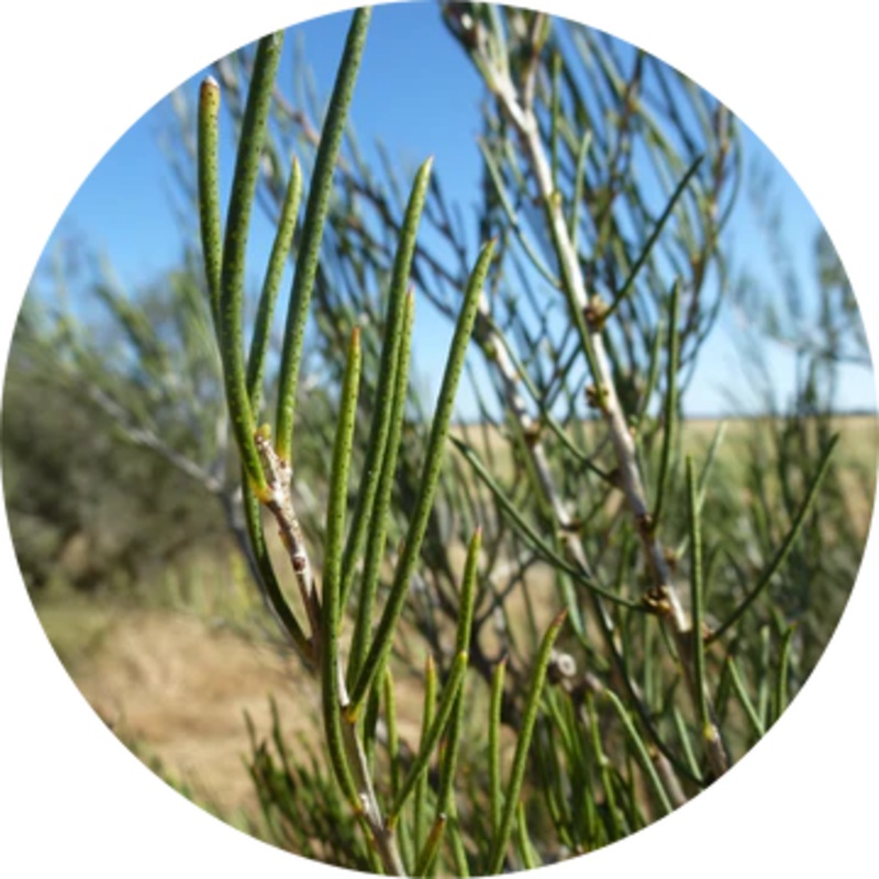 Honey Myrtle Essential Oil – Living Libations 5ml