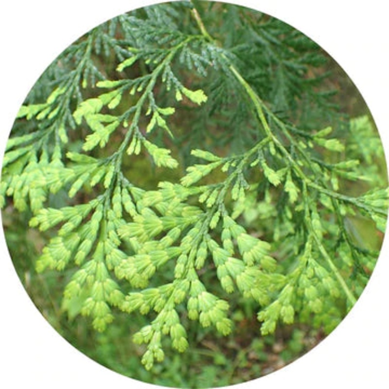 Siam Wood Essential Oil – Living Libations 5ml