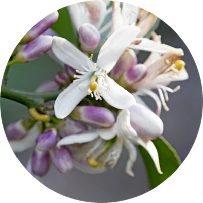 Neroli Grapefruit Blossom Essential Oil – Living Libations 2.5ml