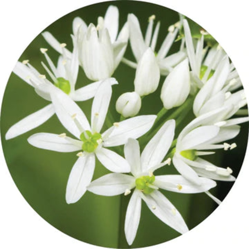 Garlic Essential Oil – Living Libations 5ml