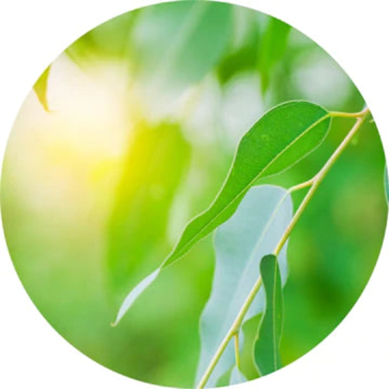 Eucalyptus Radiata Essential Oil – Living Libations 5ml