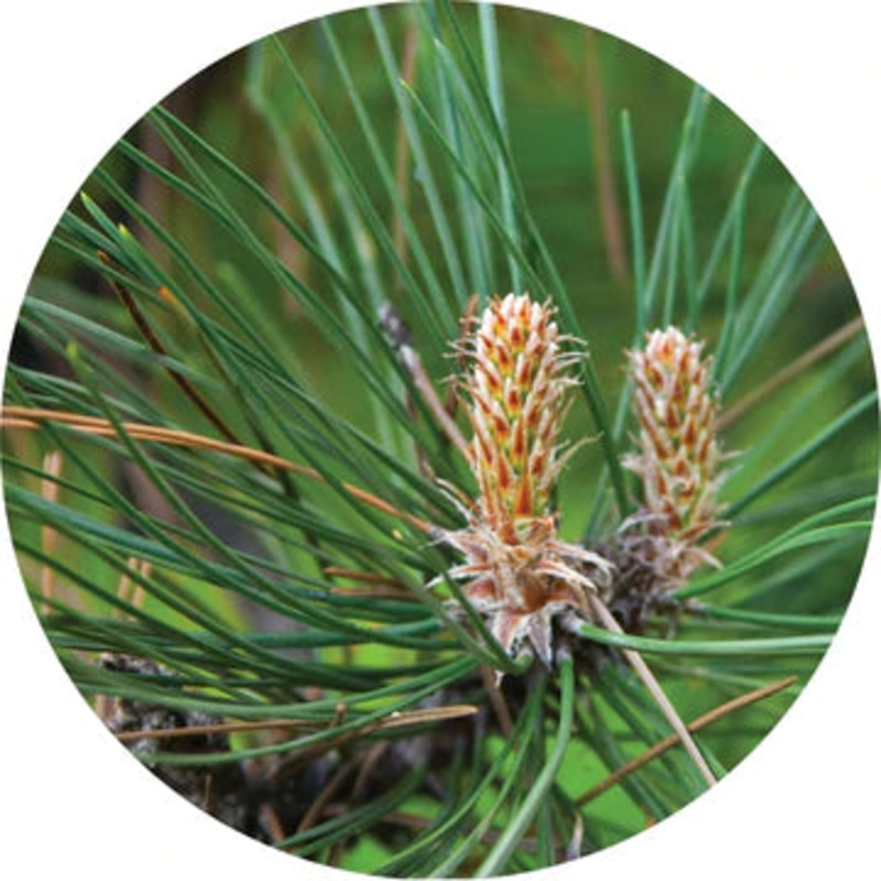 Pine Grande White Essential Oil – Living Libations 5ml
