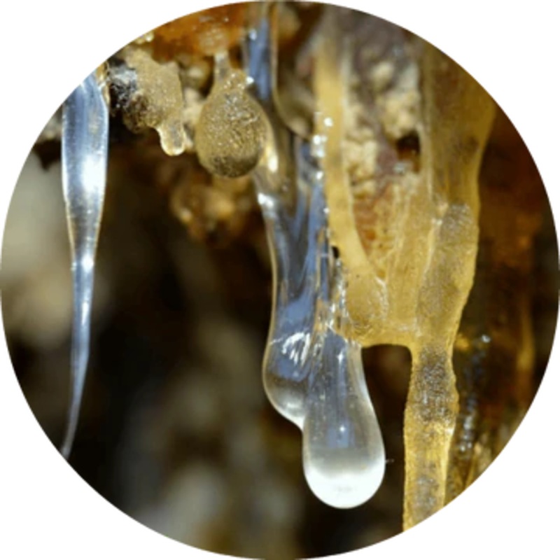 Forest Amber Essential Oil – Living Libations 5ml