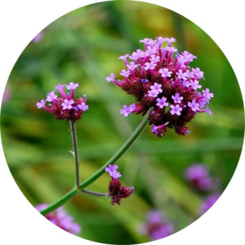 Lemon Verbena Essential Oil – Living Libations 5ml