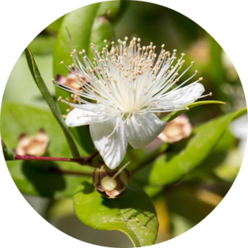 Myrtle Essential Oil – Living Libations 5ml
