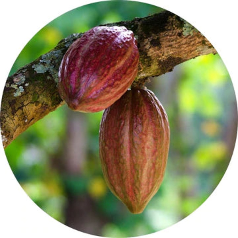 Cacao Absolute – Living Libations 5ml 50:50 alcohol