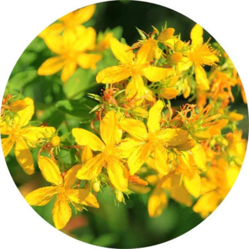 Saint Johnswort Essential Oil – Living Libations 5ml