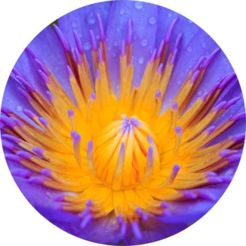 Blue Lotus Absolute – Living Libations 2.5ml