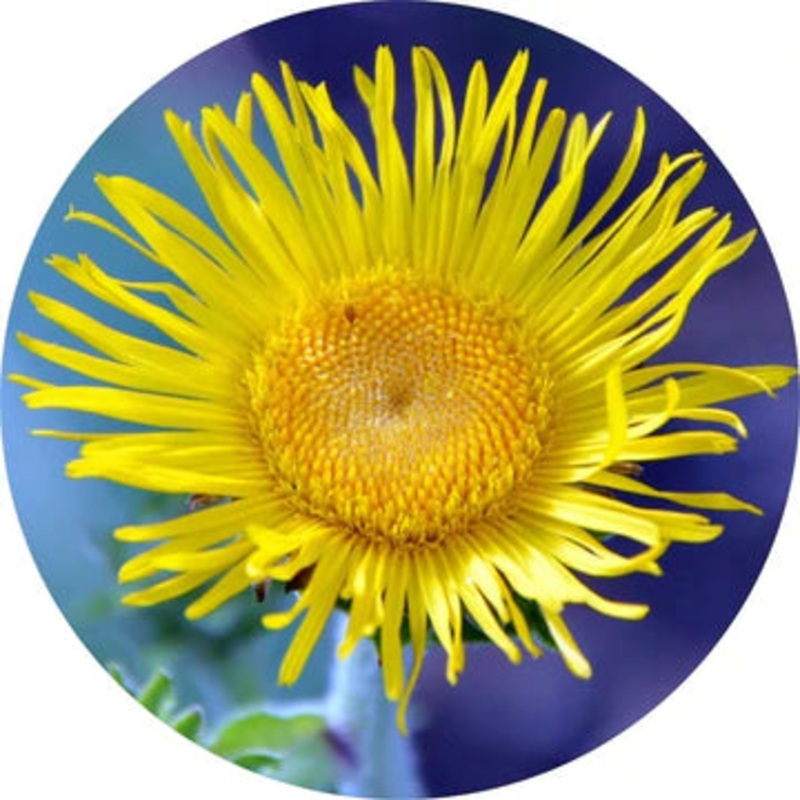 Inula Essential Oil – Living Libations 5ml