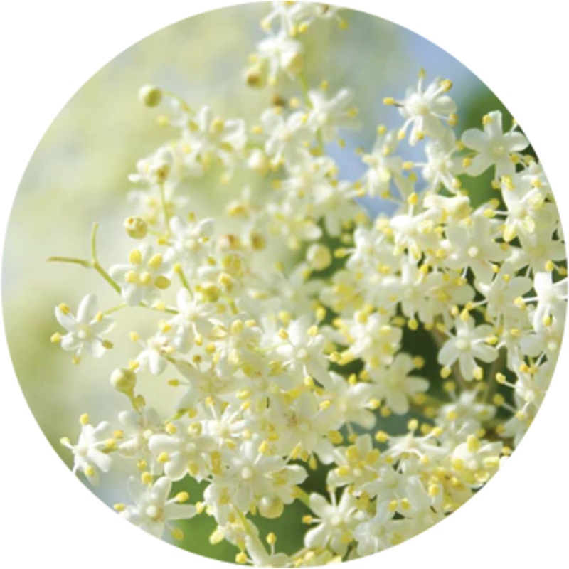 Elderflower Essential Oil – Living Libations 5ml