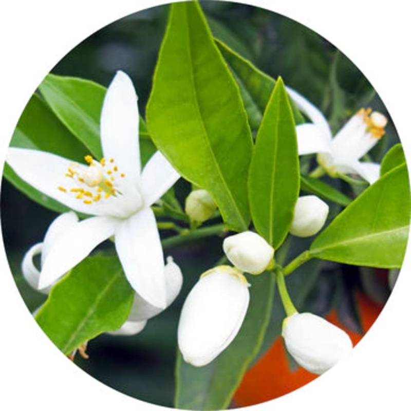 Neroli Fleurs Sur Petitgrain Essential Oil – Living Libations 5ml