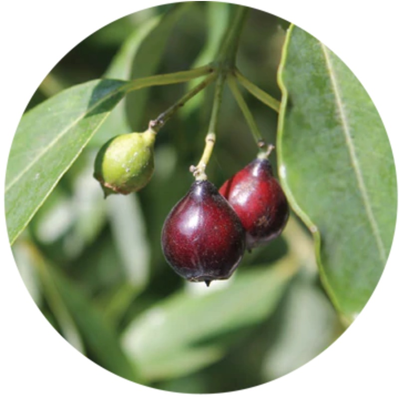 Sandalwood Nut Carrier Oil – Living Libations 15ml