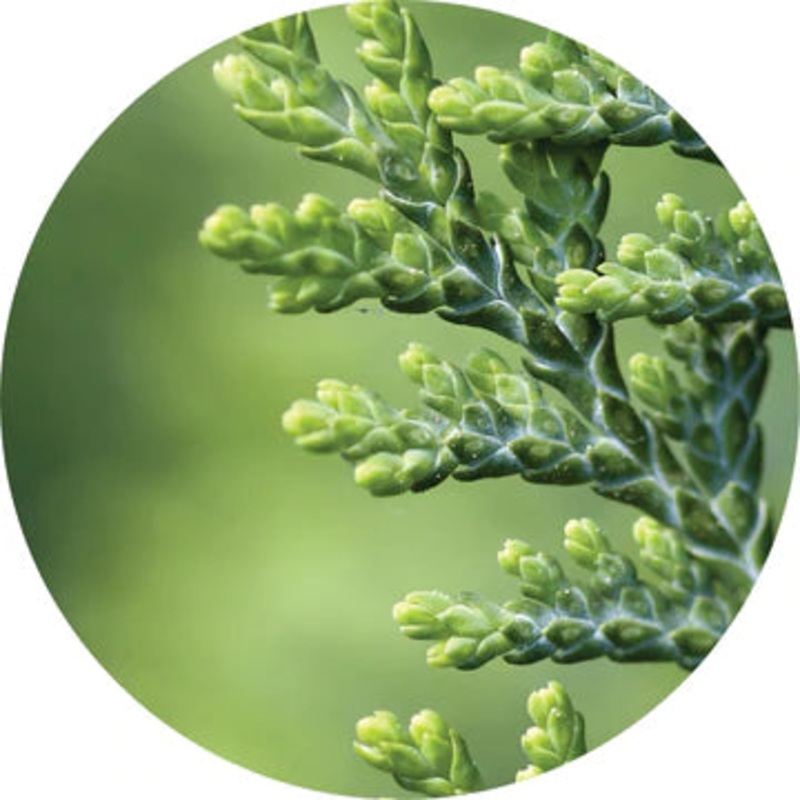 White Cedar Absolute – Living Libations 5ml 50:50 Alcohol