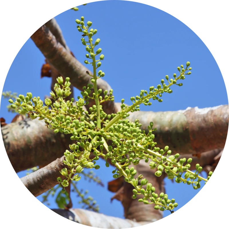 Frankincense, Classic Carterii Essential Oil- Living Libations 5ml