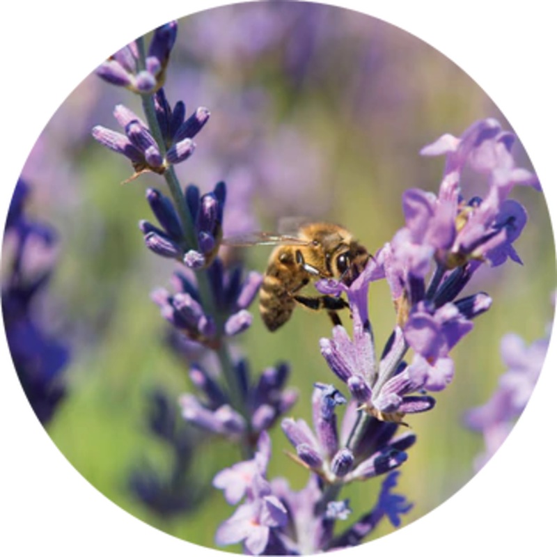 Lavender Essential Oil – Living Libations 5ml