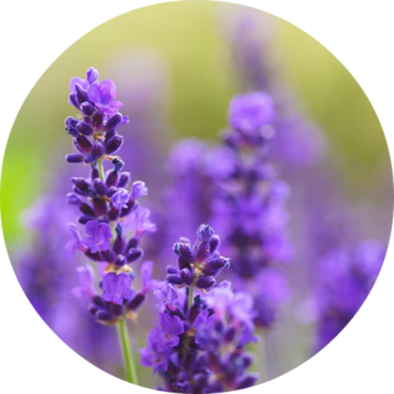 Lavender Absolute – Living Libations 5ml