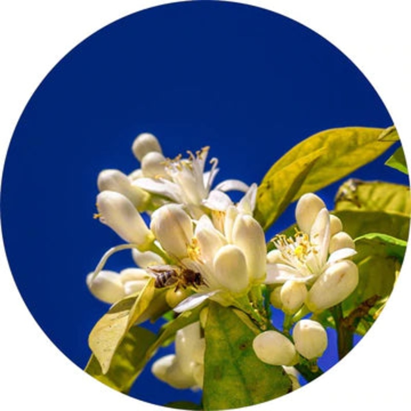 Lemon Petitgrain Essential Oil – Living Libations 5ml