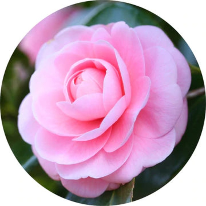 Camellia Carrier Oil – Living Libations 15ml