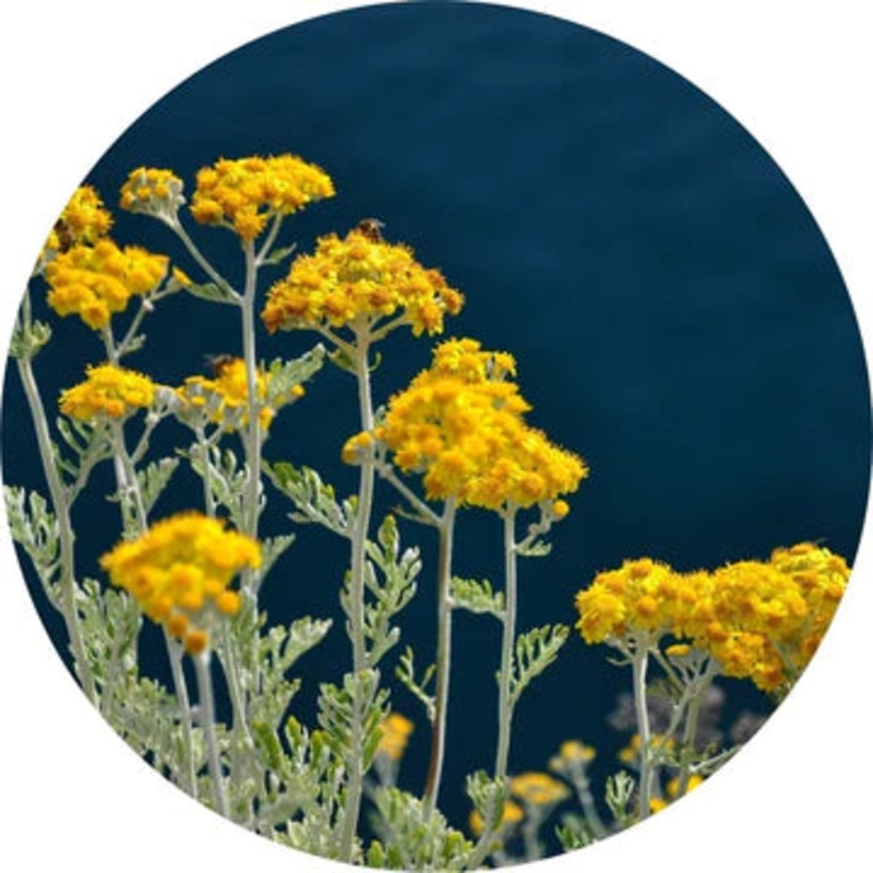 Immortelle Essential Oil – Living Libations 2.5ml