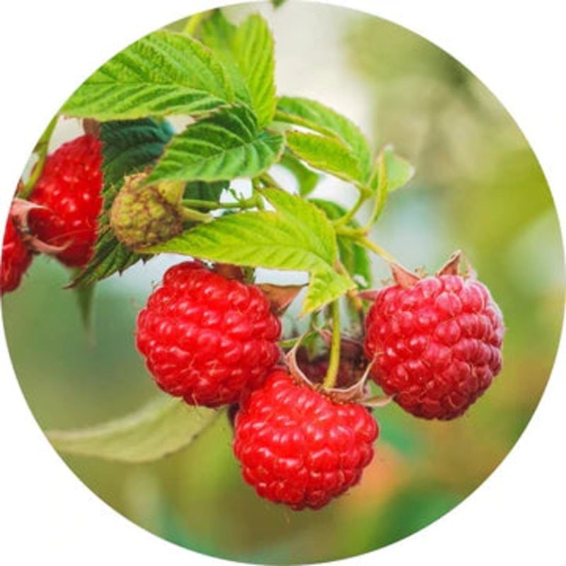 Raspberry Seed Red Carrier Oil – Living Libations 15ml