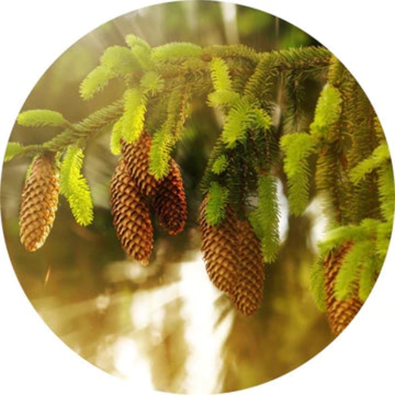 White Spruce Essential Oil – Living Libations 5ml
