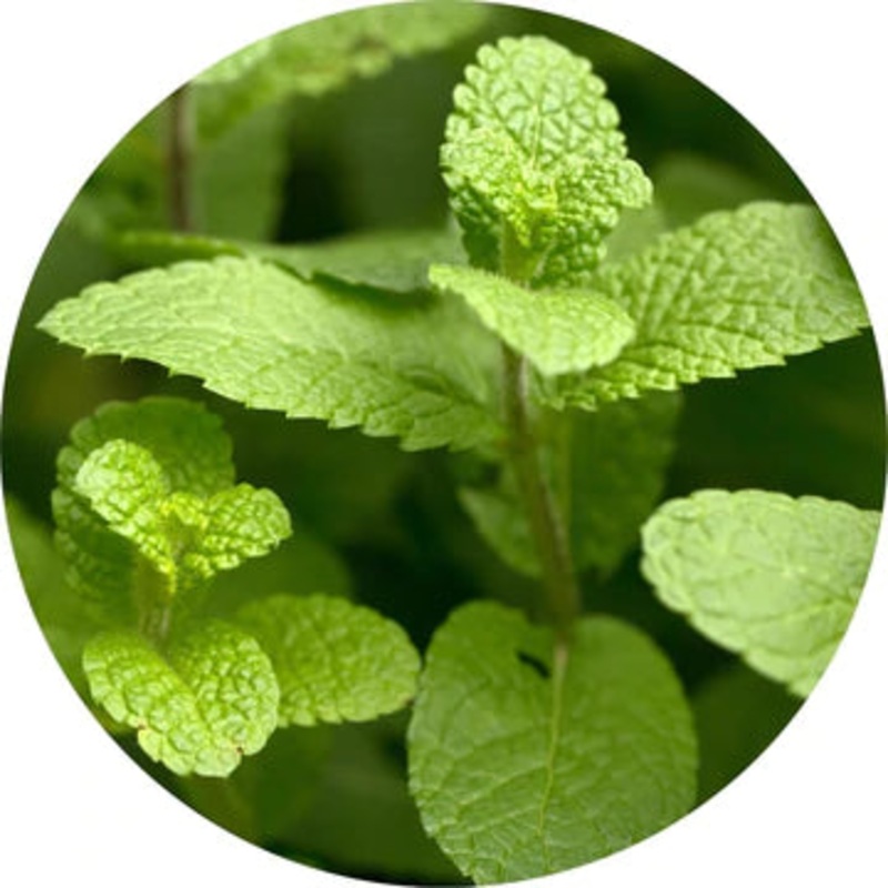 Spearmint Essential Oil – Living Libations 5ml