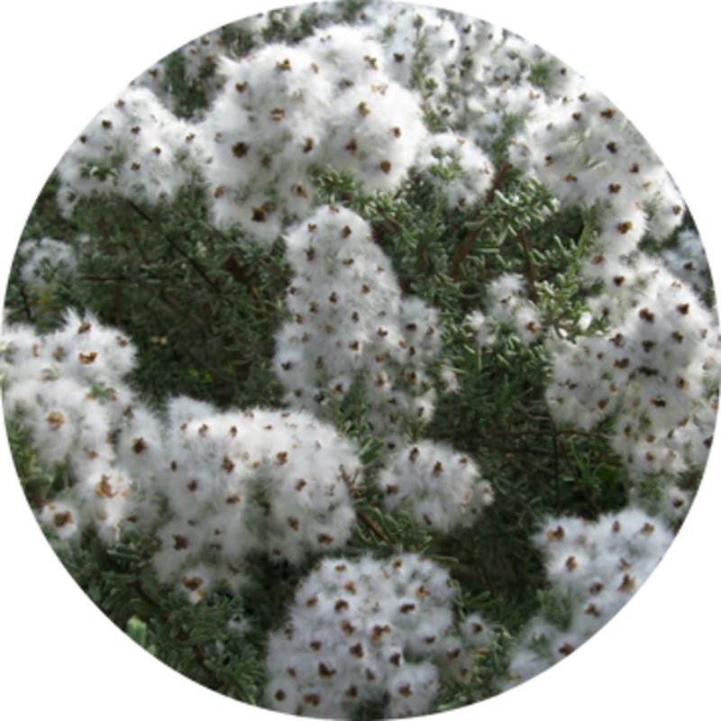 Cape Chamomile Essential Oil – Living Libations 5ml