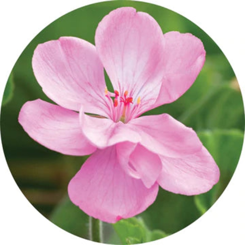 Geranium Essential Oil – Living Libations 5ml
