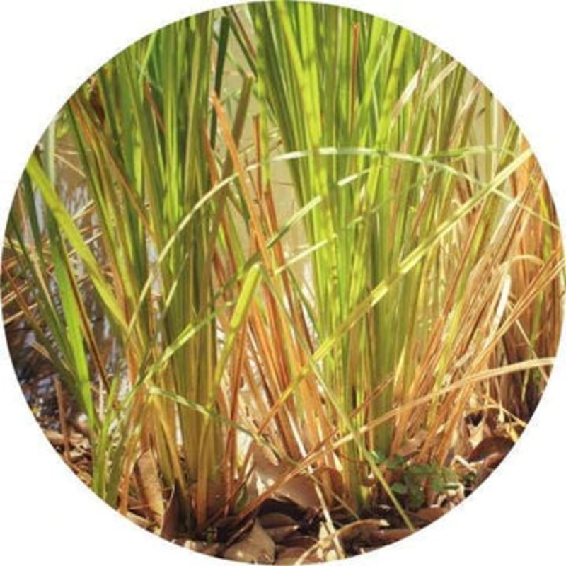 Vetiver Vintage Essential Oil – Living Libations 2.5ml