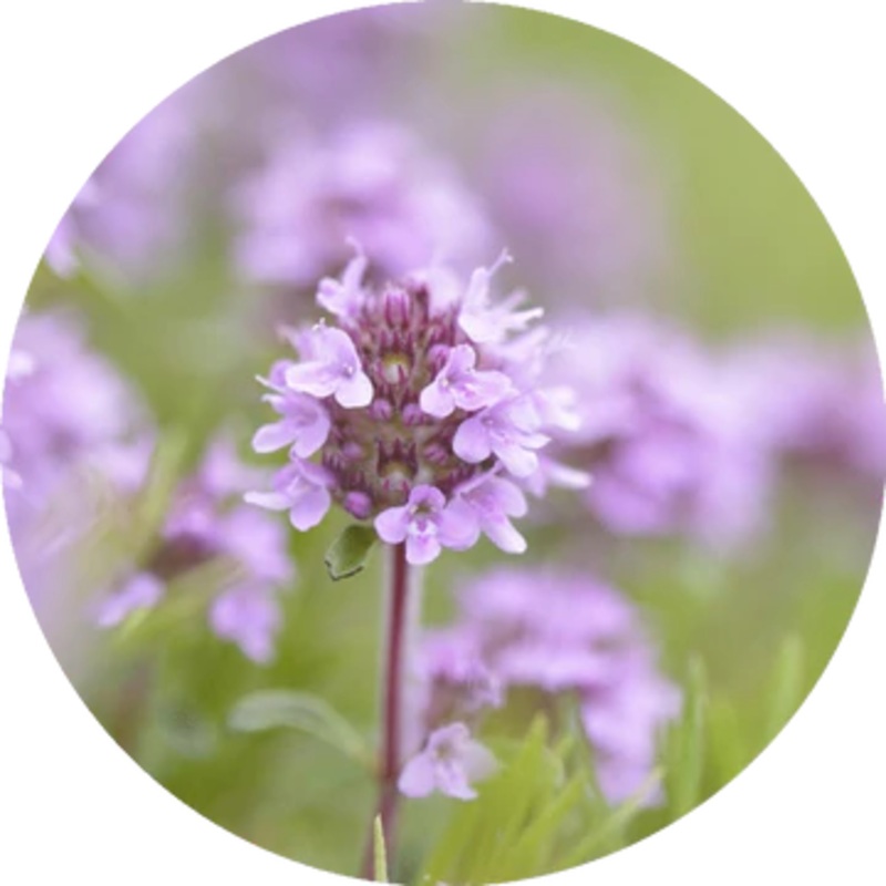 Thyme Sweet Essential Oil – Living Libations 5ml