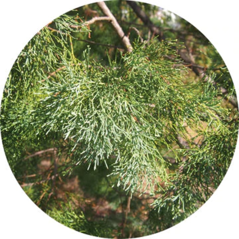 Cypress Leaf White Essential Oil – Living Libations 5ml