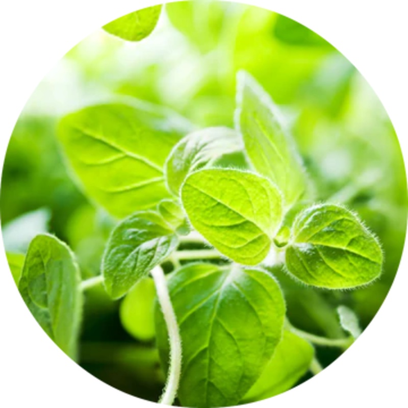 Oregano Essential Oil – Living Libations 5ml