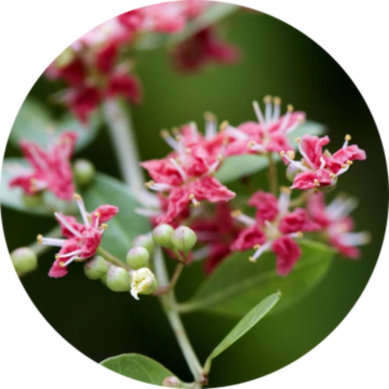 Henna Attar Gulhina Essential Oil – Living Libations 2.5ml