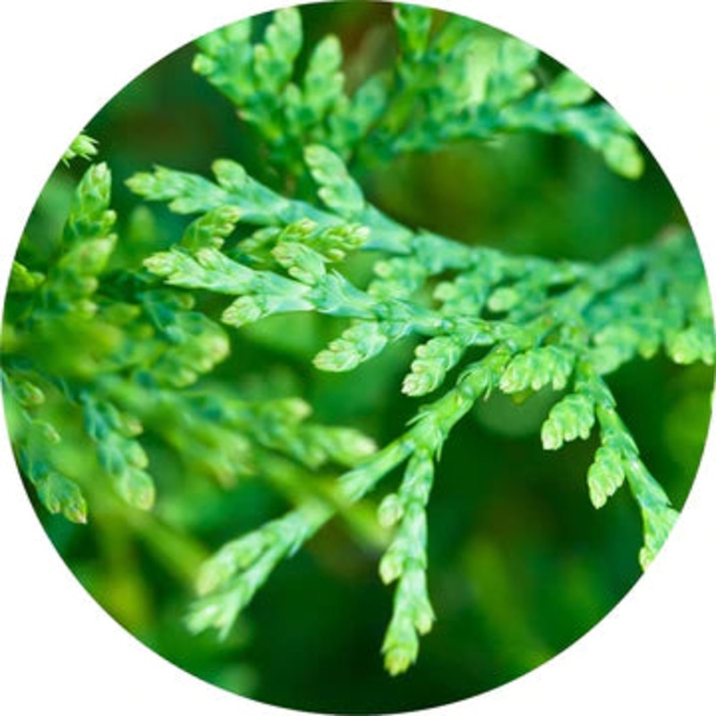 Cedar Leaf, Red Essential Oil – Living Libations 5ml