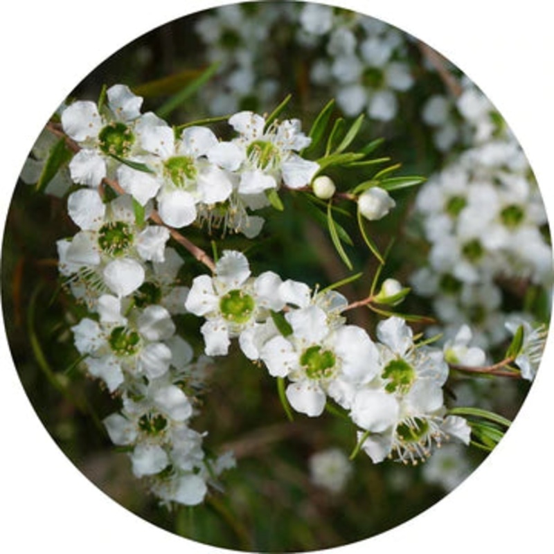 Lemon Tea Tree Essential Oil – Living Libations 5ml