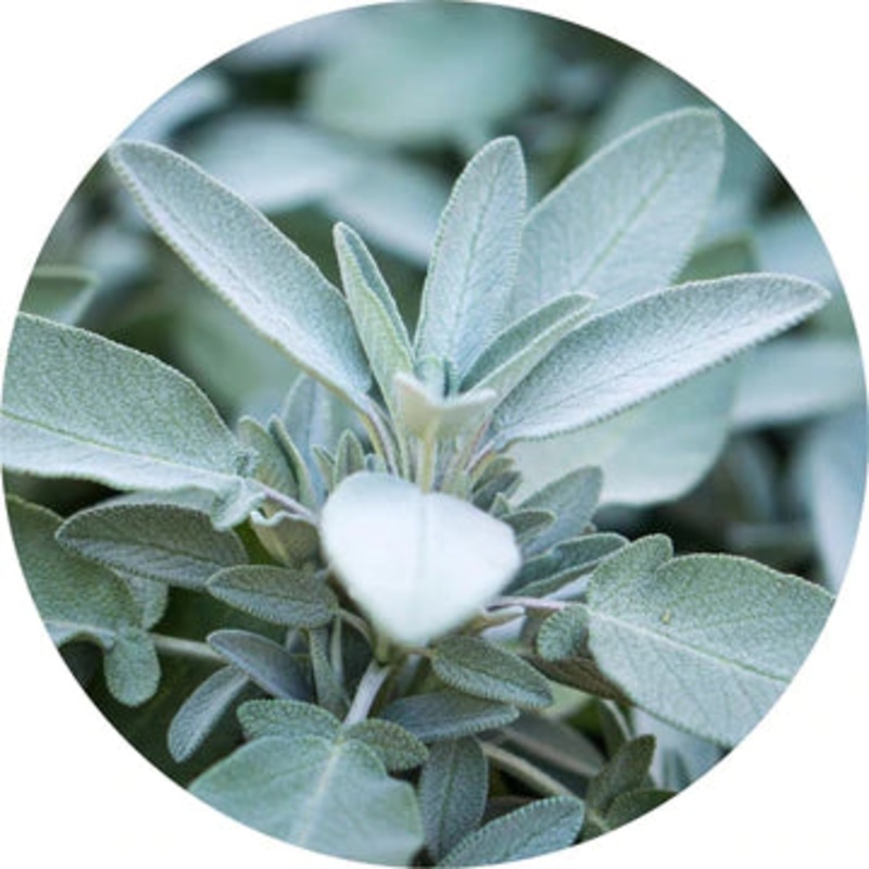 Sage, White Essential Oil – Living Libations 5ml