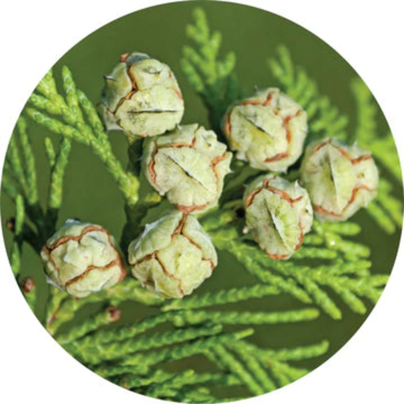 Cedar White Essential Oil – Living Libations 5ml