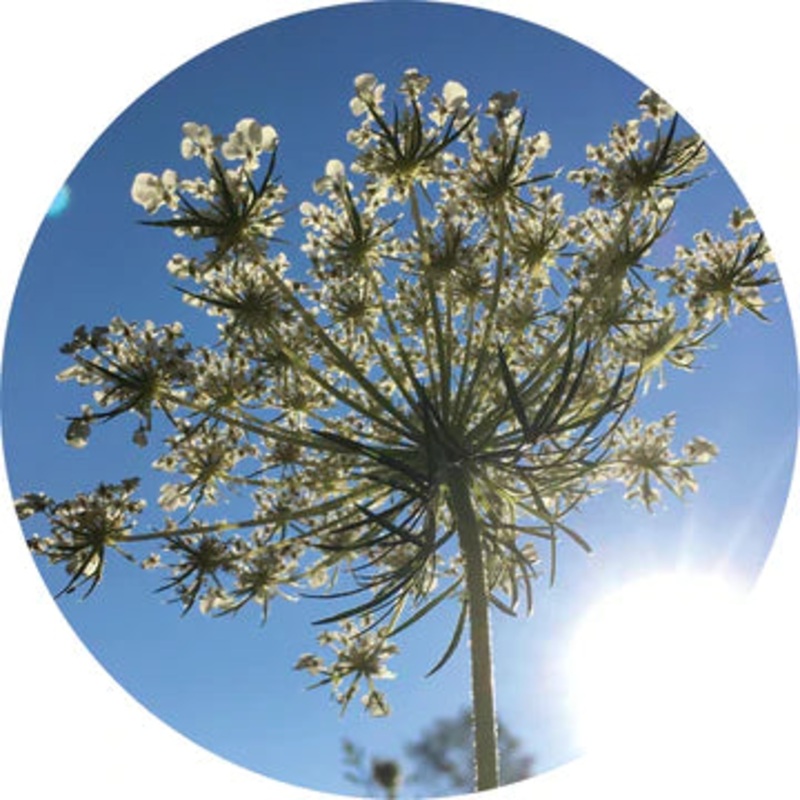 Carrot Seed Essential Oil – Living Libations 5ml