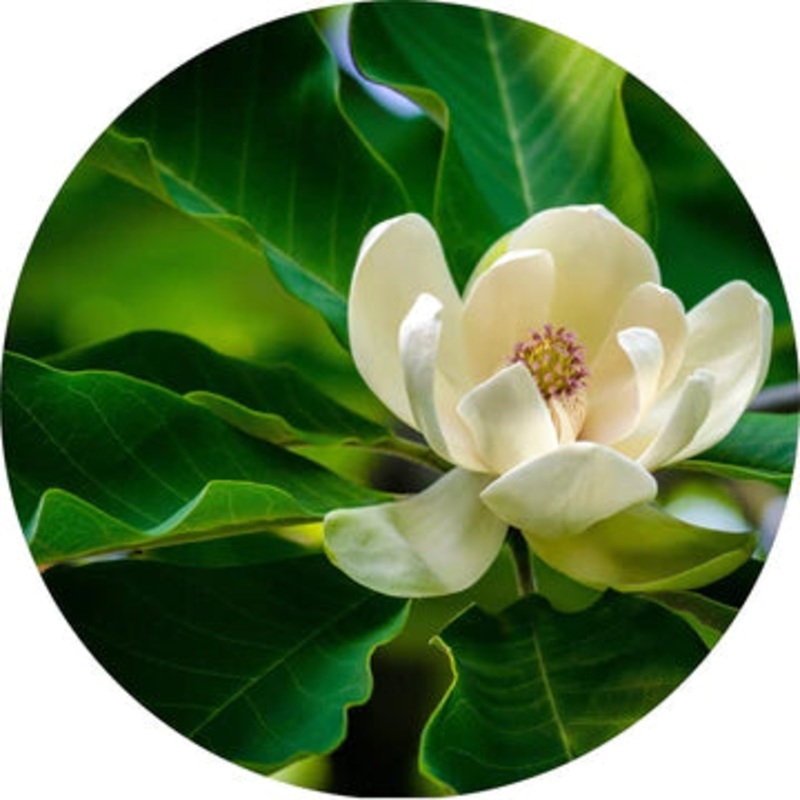 Magnolia Leaf Essential Oil – Living Libations 5ml