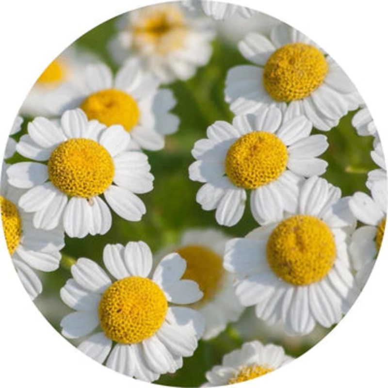 Feverfew Essential Oil – Living Libations 5ml