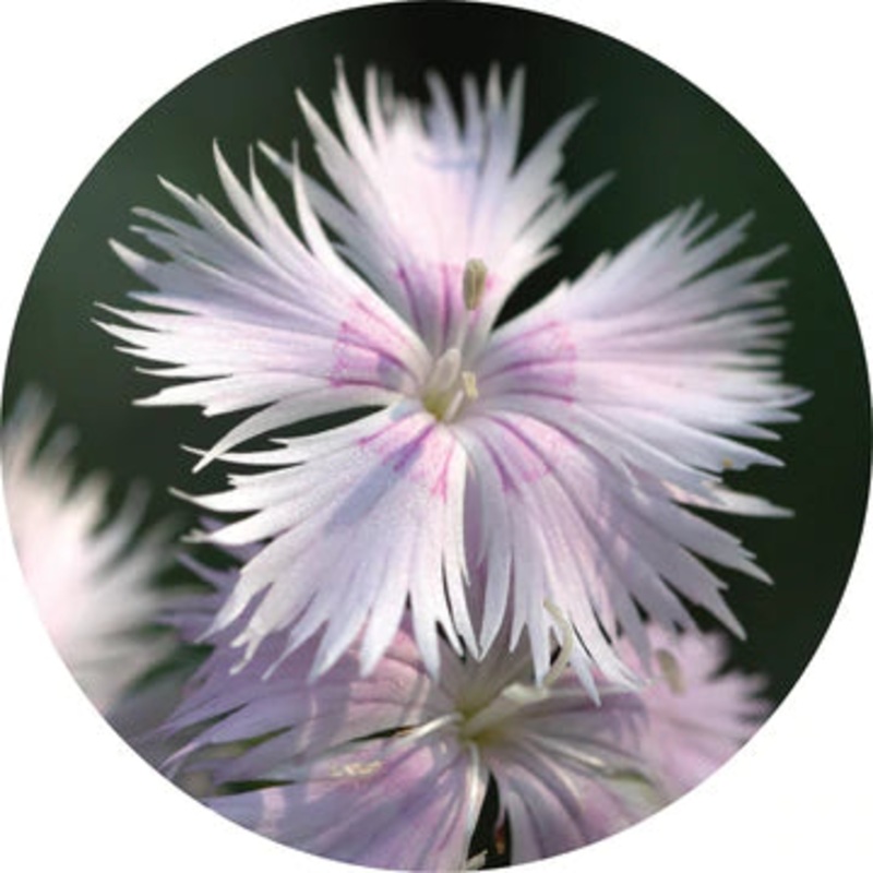 Carnation Absolute – Living Libations 2.5ml