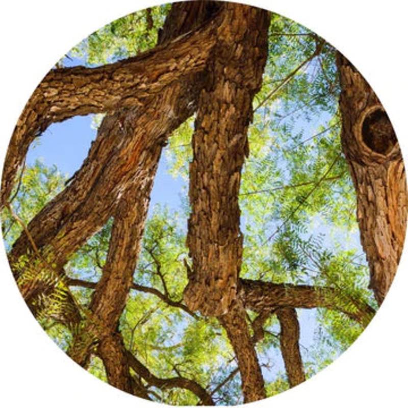 Rosewood Essential Oil – Living Libations 5ml