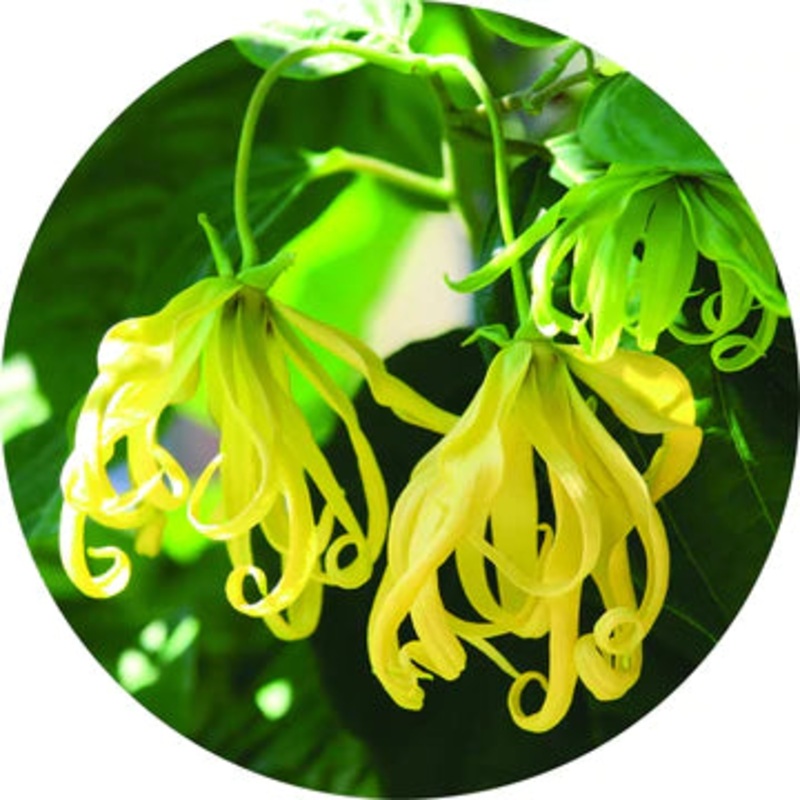 Ylang Essential Oil – Living Libations 5ml