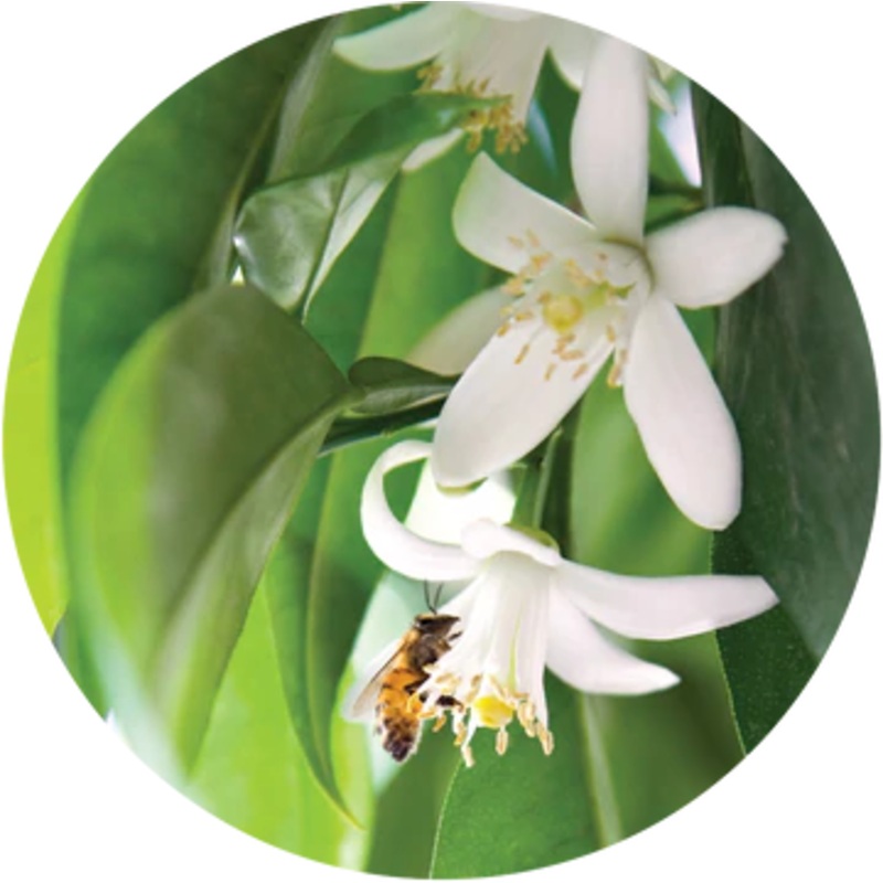 Mandarin Petitgrain Essential Oil – Living Libations 5ml