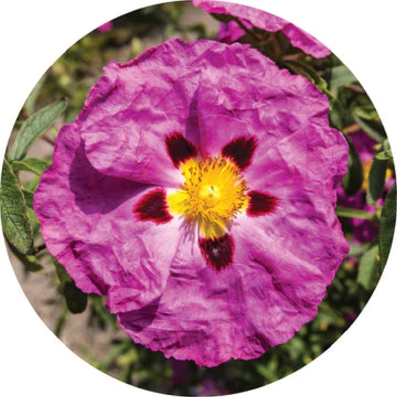 Rockrose Essential Oil – Living Libations 2.5ml