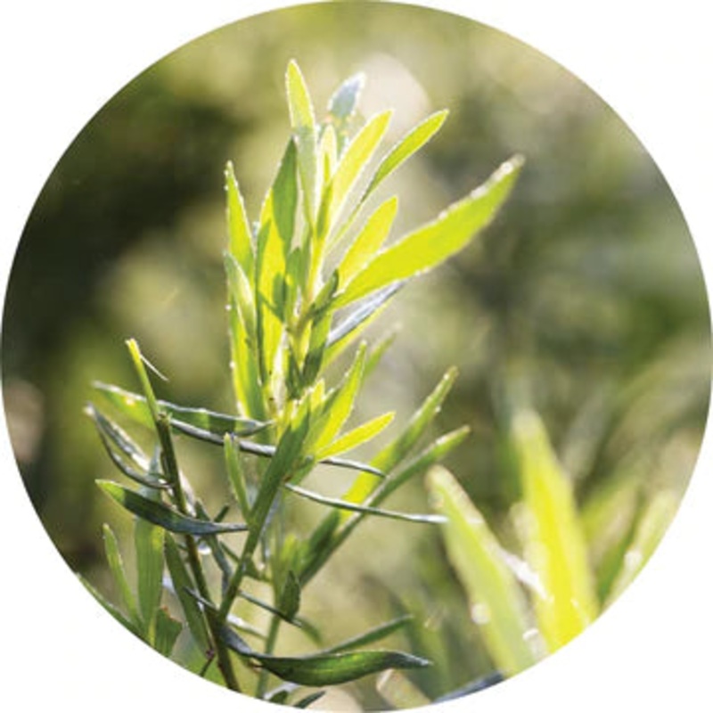 Tarragon Essential Oil – Living Libations 5ml