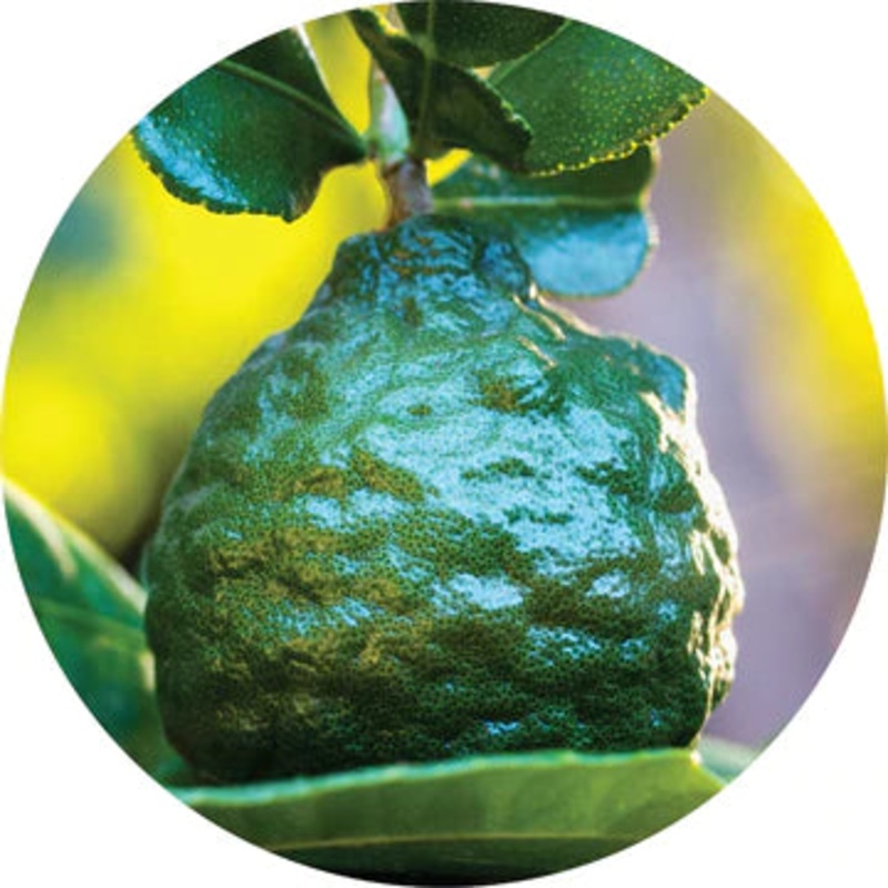 Combava Petitgrain Essential Oil – Living Libations 5ml