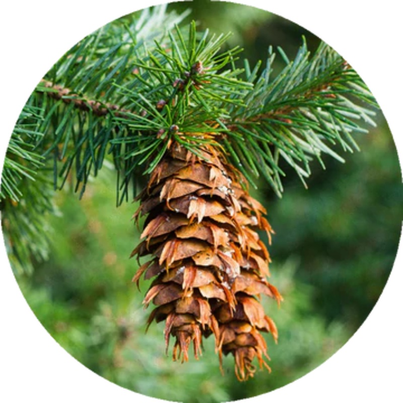 Douglas Fir Essential Oil – Living Libations 5ml