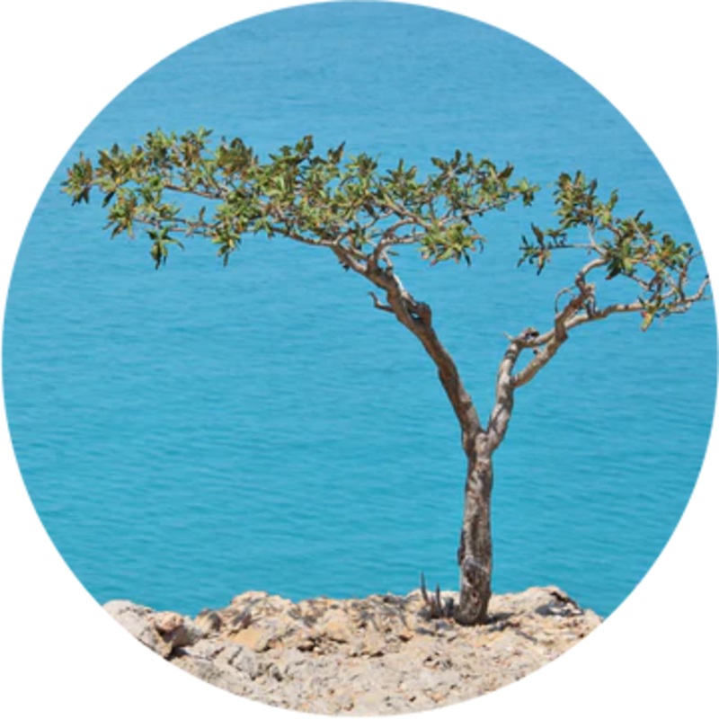 Frankincense, Carterri Essential Oil – Living Libations 5ml