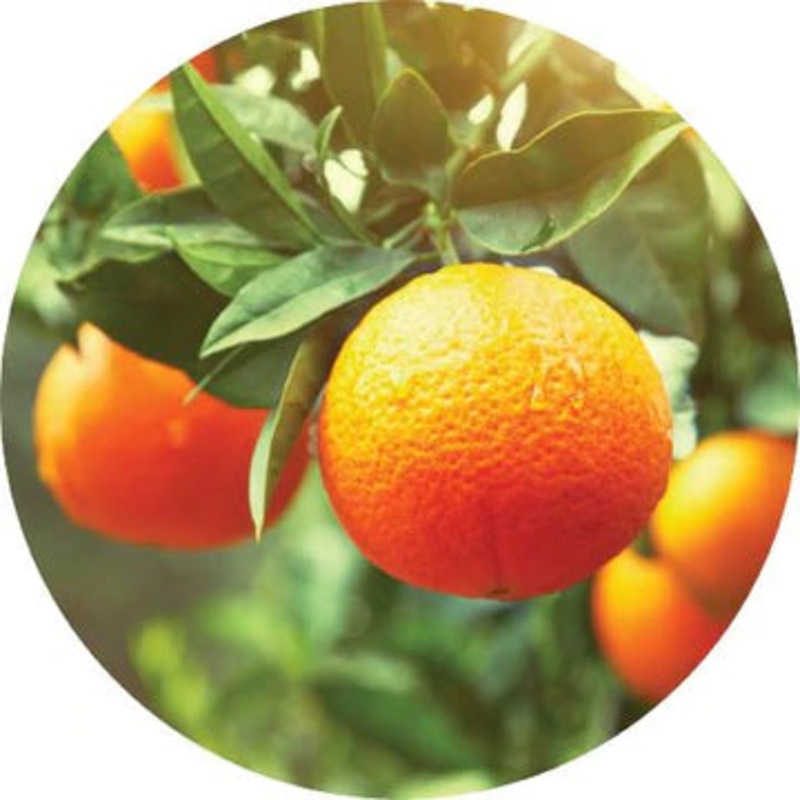 Clementine Essential Oil – Living Libations 5ml